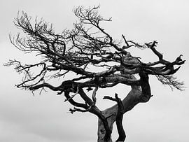 Treescape in Black and White by Martijn Jebbink Photography