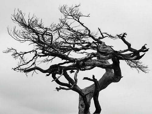 Boomlandschap in zwart-wit