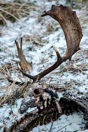 Herten van de AWD by Dirk van Egmond