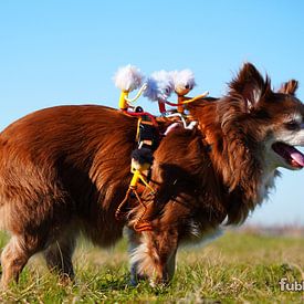 Des fubby's qui font du cheval sur leur chien. sur Sailographic Paula