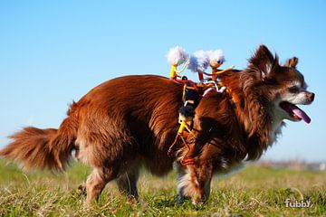 Fubbys, die auf ihren Hunden reiten. von Sailographic Paula