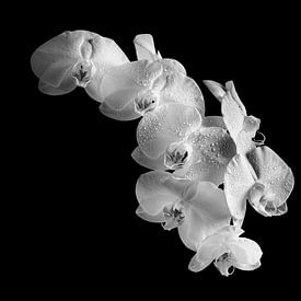 Witte Orchidee van Zansu Fotografie
