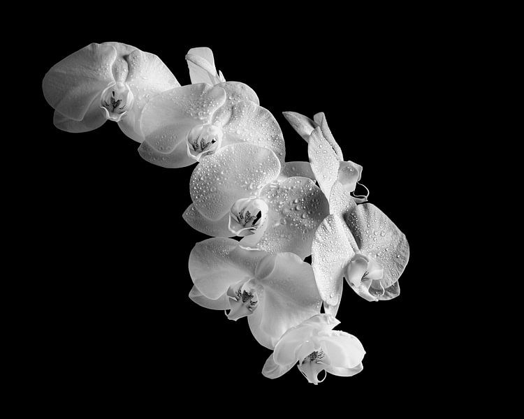 Witte Orchidee van Zansu Fotografie
