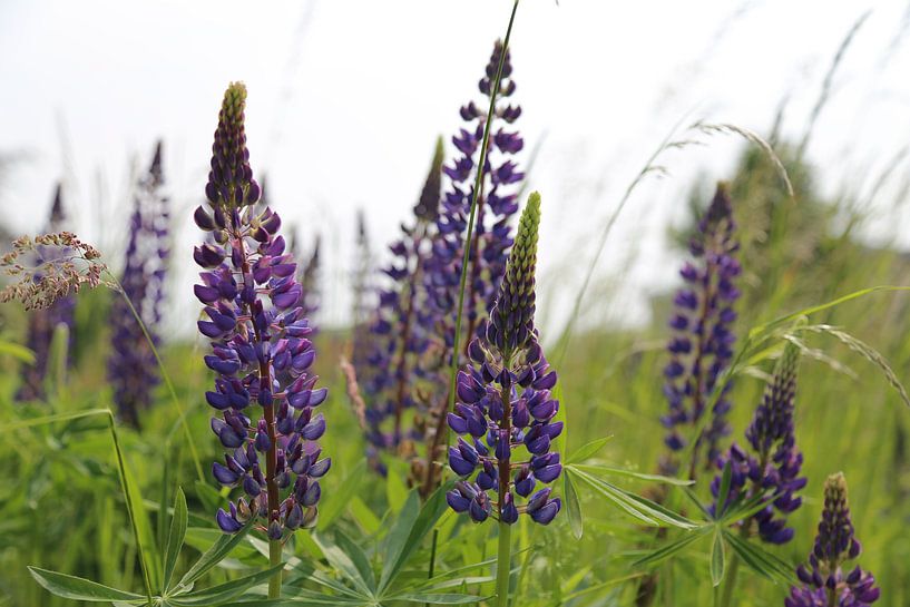 Paix et beauté par Photologic  Fotografie