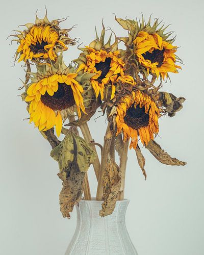 Encore des tournesols sur Tijmen Hobbel