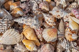 Sea shells variation by Achim Prill