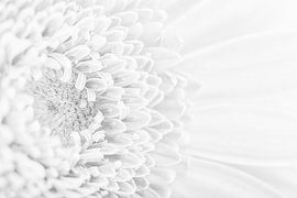 Gerbera in Weiß von Marjolijn van den Berg