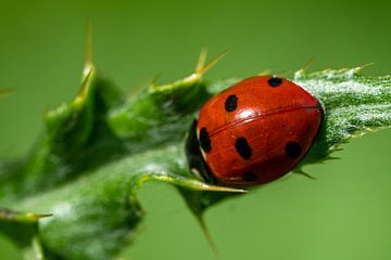 Lieveheersbeestje op blad van Flatfield