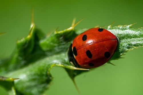 Ladybird on leaf