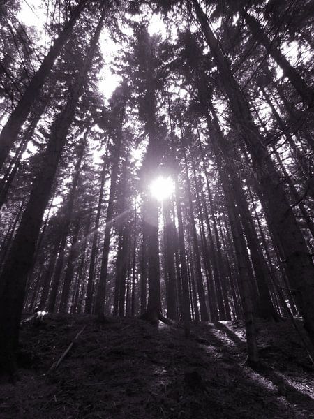 Forrest black/white by Desiree Barents