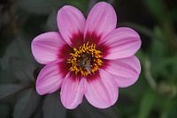 bourdon dans un dahlia