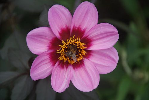 Hummel in Dahlie von Sarah Gorter