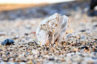 Oyster shell on the edge of the Oosterschelde by Veelzijdig Zeeland thumbnail