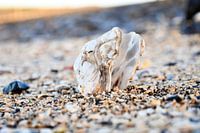 Oyster shell on the edge of the Oosterschelde