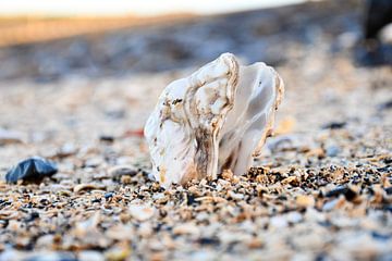 Oesterschelp op het strand van Zeeland! van Veelzijdig Zeeland