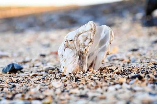 Oesterschelp op het strand van Zeeland!