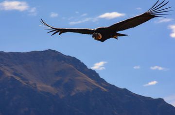 Gros plan sur le condor des Andes sur Bianca Fortuin