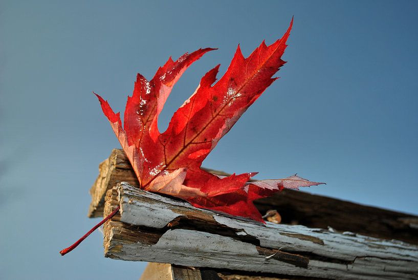 rotes Herbstblatt von Susanne Herppich
