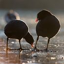 Vogels | Hé kijk uit waar je pikt! - meerkoeten ,  haven van Enkhuizen van Servan Ott thumbnail