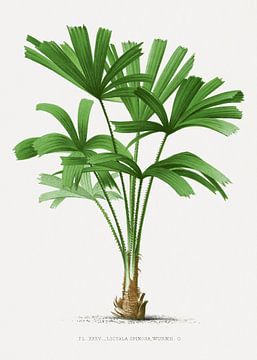 Palm plant | Licuala Spionsa by Peter Balan