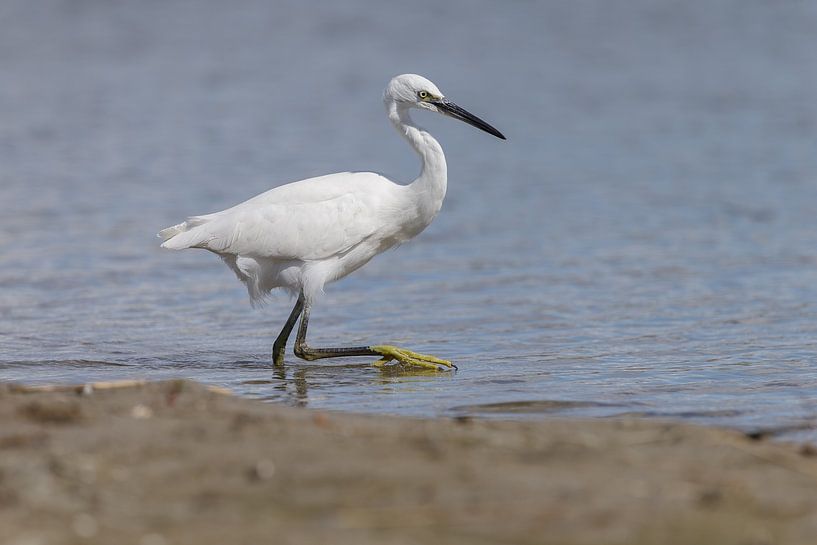 Kleine zilverreiger van Dennis Schaefer