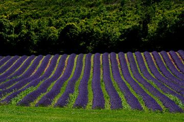 PROVENCE van Miroslav Ptacek