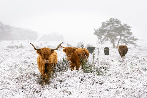 Silence hivernal - Highlanders écossais dans la neige
