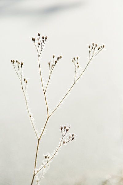 Winter van Chantal Cornet