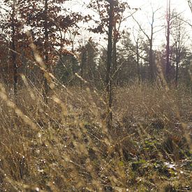 Gras von Esmée Kiezebrink