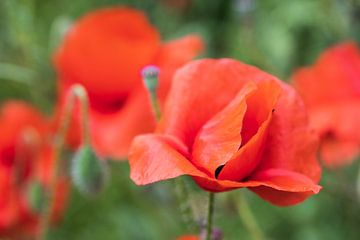 Coquelicots sur Ali Mahboubian