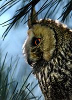 Een oehoe ( Bubo Bubo )