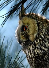 Een oehoe ( Bubo Bubo )