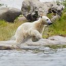 ijsbeer springt in het water van Giovanni de Deugd thumbnail