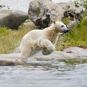 ijsbeer springt in het water