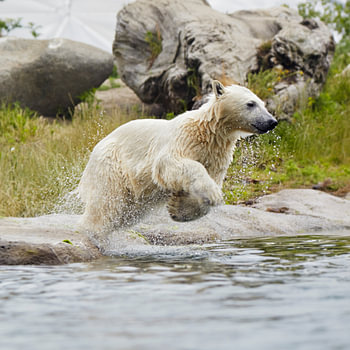 ijsbeer springt in het water