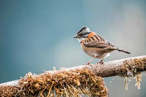 Oiseau sur une branche moussue Moment de silence dans la nature