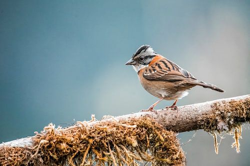 Vogel op Mosrijke Tak Stil Moment in de Natuur