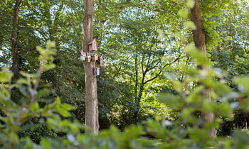 A tree with birdhouses in the woods