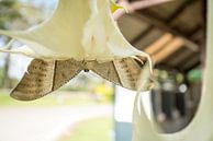 Een reuze zwaluwstaartvlinder van Marcel Derweduwen thumbnail