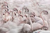 In the Pink transhumance, Martine Benezech by 1x thumbnail