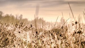 Spinnenwebben vol ochtenddauw in het zonlicht