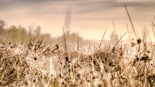 Cobwebs full of morning dew in the sunlight