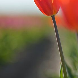 Oranje Tulp van Jeffry Clemens