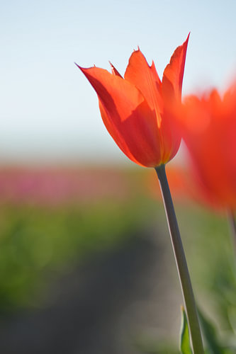 orange tulip