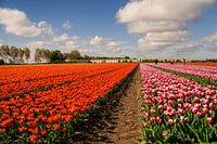 Landscape tulip field