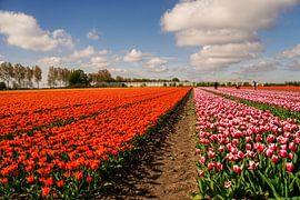 Landscape tulip field by Marloes Hof