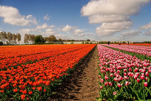 Landschaft Tulpenfeld