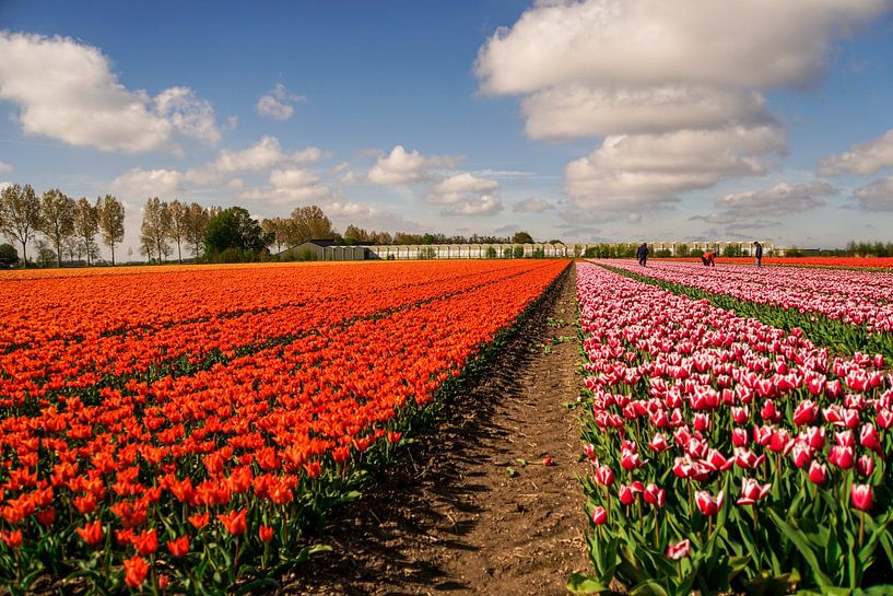Landscape tulip field by Marloes Hof
