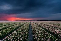 The tulips of Gondor