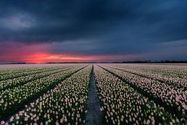 The tulips of Gondor by Mvdklooster
